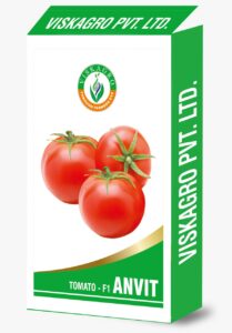 Tomato Anvit